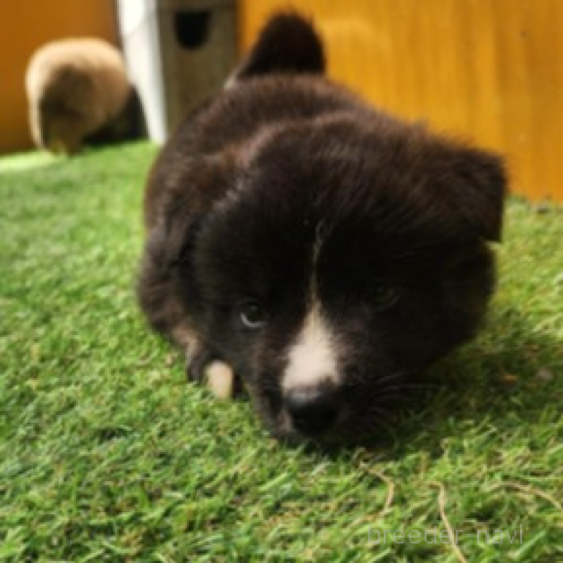 販売中の福岡県のミックス犬-409150の1枚目